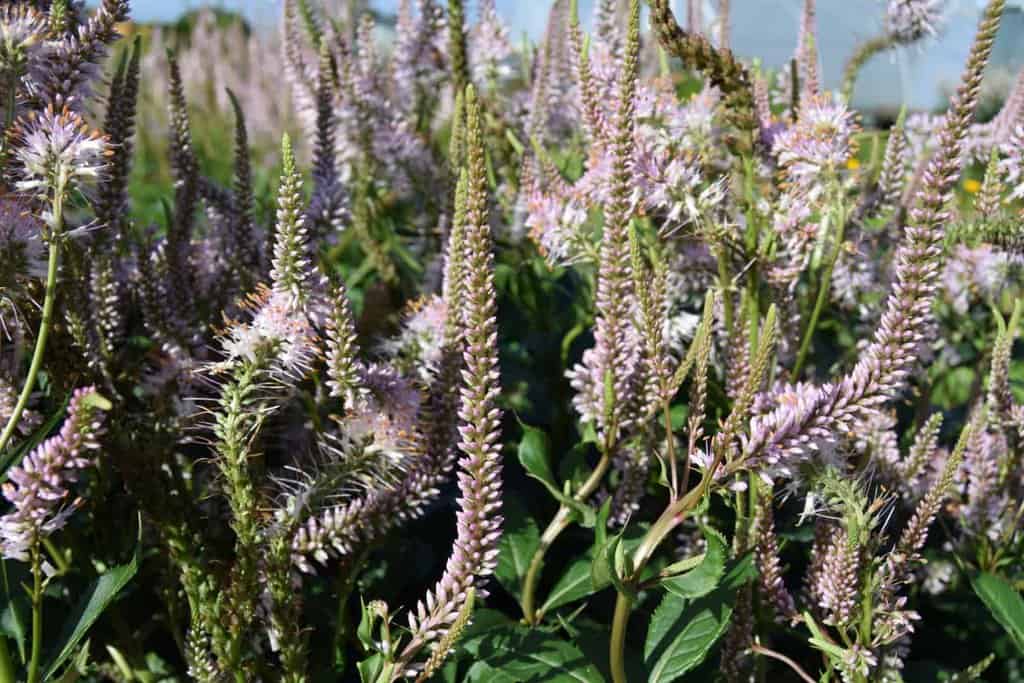 Veronicastrum virginicum f. roseum 'Pink Glow' ---